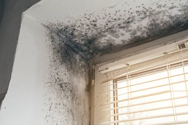 Affordable Basement Mold Removal solutions in Neptune, NJ